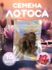 Семена Лотоса 433791650 купить за 217 ₽ в интернет‑магазине Wildberries